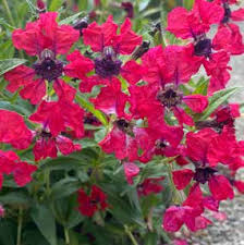 Image result for Rhodopentas bussei