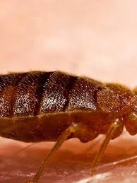 Fort worth pest & termite services provides. Cincinnati Ranked As One Of The Top 5 Most Bed Bug Infested Cities Wkrc