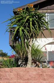 Image result for Aloidendron