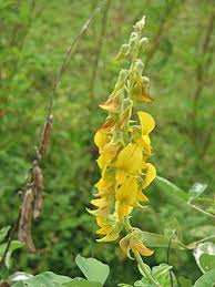 Image result for Crotalaria natalitia