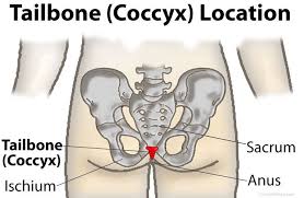 It can never be burned or crushed. Pin On Coccydynia