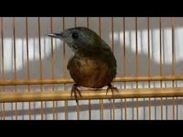 Untuk pemula cara melihat dan membedakan ciri burung murai batu (mb) anakan (trotol) dari bagian kepala. 86 Gambar Burung Wambi Mini Kekinian Gambar Pixabay