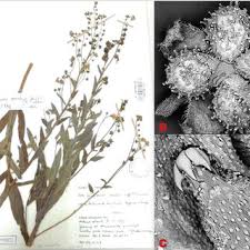 Image result for Cynoglossum coeruleum