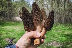 See full list on wikihow.com The Morel Mushroom Why Gourmets Pay Us 500 A Kilo For Them The Foragers Who Harvest Them And The Health Benefits Of Eating Them South China Morning Post