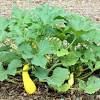 I love my winter squash, and each time i plant, i find beauty in their shapes and sizes, but as i get more seasoned as a grower, the nuances in the leaves also calls out to me. 1