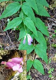 In truth, its large, distinctively shaped leaves are predominantly green during summer, but as autumn approaches, they develop purple tinges, which. Forest Wildflowers Pink Red Purple Mount Rainier National Park U S National Park Service