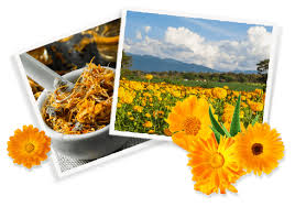 Kiehl's calendula deep cleansing foaming face wash + herbal toner. Calendula Deep Cleansing Foaming Face Wash Kiehl S