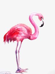Flamingos Animal Watercolor Png Transparent Clipart Image And Psd File For Free Download Flamingo Painting Flamingo Art Flamingo