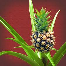 The optimal soil ph is 5.5 to 6.0—slightly acidic. Hd Wallpaper Pineapple Baby Pineapple Plant Fruit Green Tropic Hawaii Wallpaper Flare