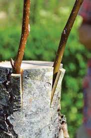 Unless the scion and rootstock are of approximately of the same diameter, less experienced grafters don't have a high percentage of success, with the cleft g. Grafting Fruit Trees Organic Gardening Mother Earth News