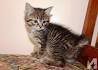 American Bobtail Kittens - Home - Oztoca