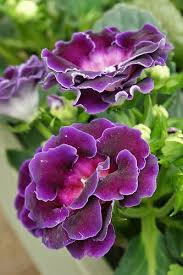 Gloxinia Purple By Karlgercens Com Via Flickr Beautiful Flowers Flowers Amazing Flowers