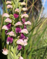 Image result for Brachycorythis velutina