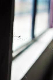You don't need to use pesticides with also, patch up cracks or holes that spiders might use to get inside your house. How To Get Rid Of Spiders In Your House According To Bug Experts