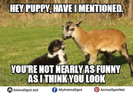 Funny Goat Memes Posts Facebook