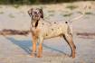 Catahoula Leopard Dog - Wikipedia