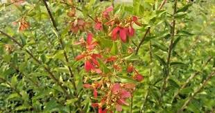 Image result for Heteropterys