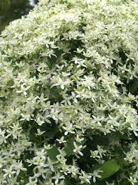 Maybe you would like to learn more about one of these? Clematis Paniculata Bluestone Perennials