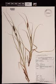 Image result for Carex runssoroensis