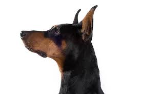 Doberman Pinscher Dog Breed Information Doberman Pinscher Dog Doberman Pinscher Doberman