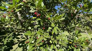 Image result for Apodytes dimidiata