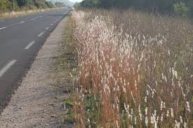 Image result for Bothriochloa