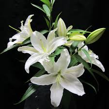 Flowers In Season June April Flowers Flowers November Wedding Flowers