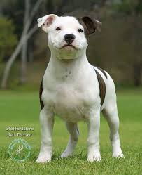 Staffordshire Bull Terrier Pitbull Terrier