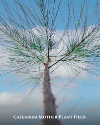 Image result for Casuarina junghuhniana