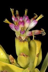 Image result for Lopholaena dolichopappa