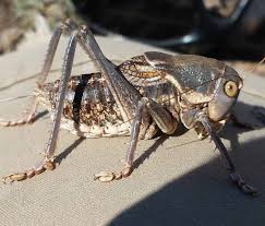 Mormon Cricket : The Cannibal Swarm – The Wild Episode