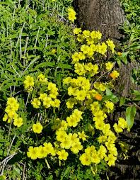 Storystorm 2024 Day 27: Hope Lim Savors Quiet Moments