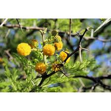 Image result for Acacia tortilis