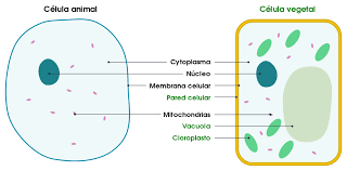 We did not find results for: File Differences Between Simple Animal And Plant Cells Es Svg Wikimedia Commons