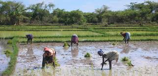 Madagascar land of wonders tour operator lot iii k 100 gj ankaditoho antananarivo madagascar tel : Rural Poor People In Madagascar Strengthen Resilience Through Land Tenure