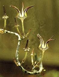 Image result for Ceropegia racemosa