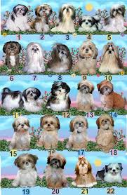 Shih Tzu Color Chart Shih Tzu Puppy Shih Tzu Dog Shih Tzu