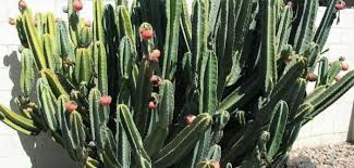 The species affects how often to water a cactus. Cereus Hildmannianus Hedge Cactus World Of Succulents