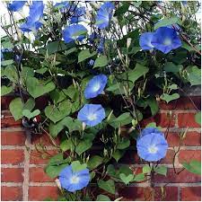 Heavenly Blue Morning Glory Ipomoea Tricolor Blue Morning Glory Morning Glory Flowers Morning Glory