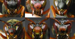 Face Facts Wasp Vision Evolved To See Faces Wasp Bees And Wasps Native Bees