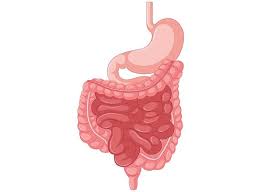 Maybe you would like to learn more about one of these? Inilah Enzim Yang Ada Di Organ Pencernaan Beserta Letak Dan Fungsinya Semua Halaman Bobo