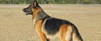 German shepherds should be well socialized early in life. German Shepherd Dog Dog Breed Profile Petfinder