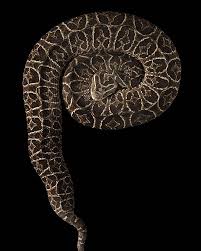 Bothrops Alternatus Is Originally From Central And Southamerica Bothrops Are Responsible For More Human Deaths In America Than Any Oth Lovely Creatures Snake Komodo Dragon