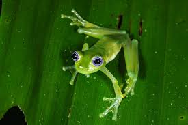 Image result for glass frog