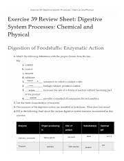Ex39 Review Sheet Digestive System Processes Chemical And Physical Pdf Catalyst A Control Enzyme Substrate Salivary Glands Pancreas Oral Cavity Course Hero