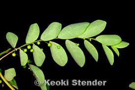 Image result for Phyllanthus beillei