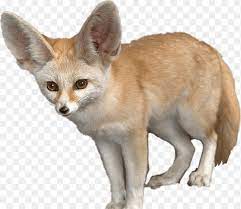 Fennec Fox Png Fennecfox Fennec Animals Fox Sticker By Kaye 762 659 Png Download Free Transparent Background Fennec Fox Png Png Do Fennec Fox Fox Animals