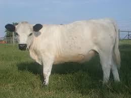 Black And White Cow Breeds Uk Pictures Of All Breeds Of White Beef Cattle Classic Frame British White Beef Cattle Cattle Beef Cattle Animal Pictures