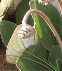 Image result for Haplocarpha