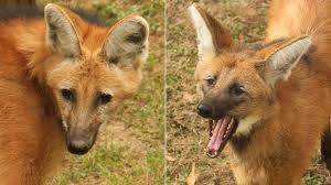 They are found in south american tall grasslands and scrub forests in brazil, paraguay, bolivia, argentina, and uruguay. 3 Maned Wolf Pups Born At Little Rock Zoo Abc News